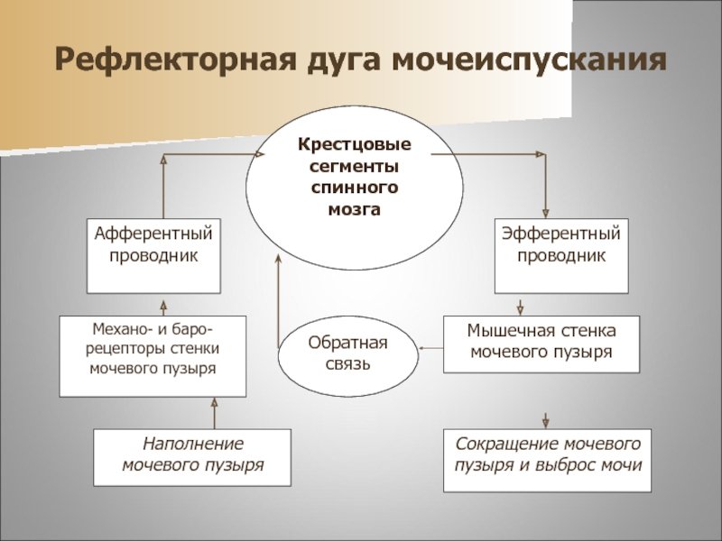 Схема рефлекса мочеиспускания