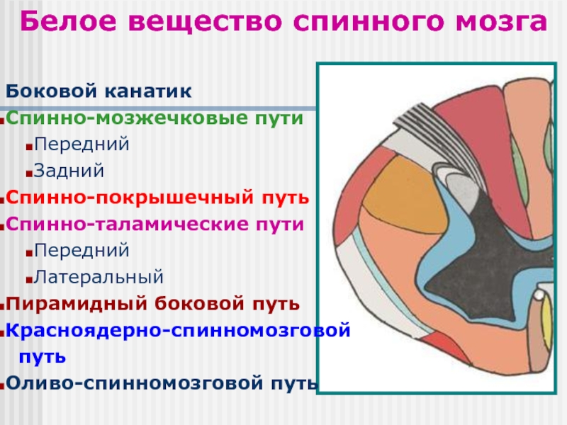 Канатики спинного мозга. Боковые канатики спинного мозга проводящие пути. Латерально спинномозговой путь спинного мозга. Белое вещество спинного мозга. Задние канатики белого вещества спинного мозга.