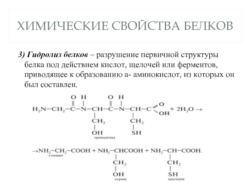 Какие продукты образуются при гидролизе белков приведите схему гидролиза белка