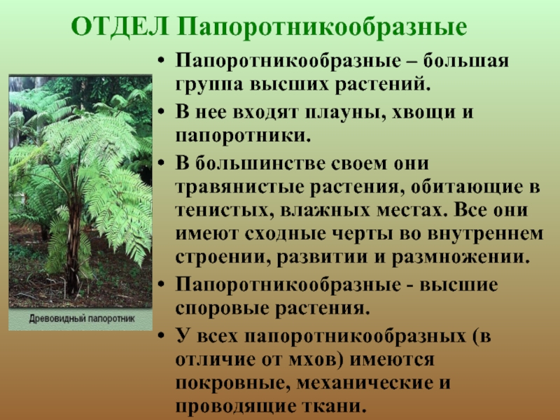 ОТДЕЛ Папоротникообразные  Папоротникообразные – большая группа высших растений.  В нее входят плауны, хвощи и папоротники.