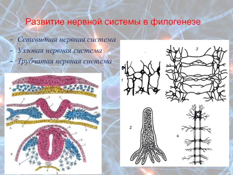 Трубчатая нервная система. Филогенез Эволюция нервной системы. Развитие нервной системы в филогенезе. Сетевидная нервная система. Образование сетевидной нервной системы.