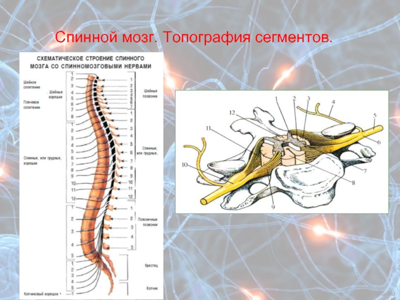 Анатомия спинного мозга