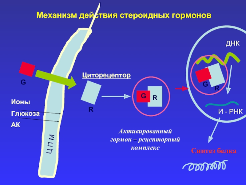 Схема действия стероидных гормонов