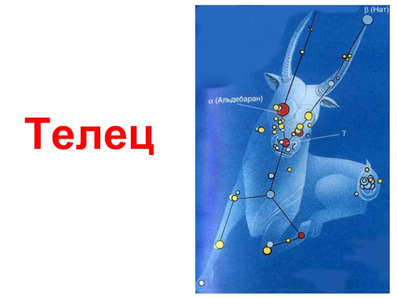 Созвездие телец презентация