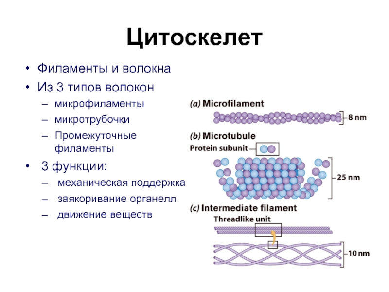 Цитоскелет клетки какой органоид. Цитоскелет микротрубочки и микрофиламенты строение и функции. Микротрубочки цитоскелета строение и функции. Филаменты цитоскелета функции. Цитоскелет микротрубочки промежуточные филаменты микрофиламенты.