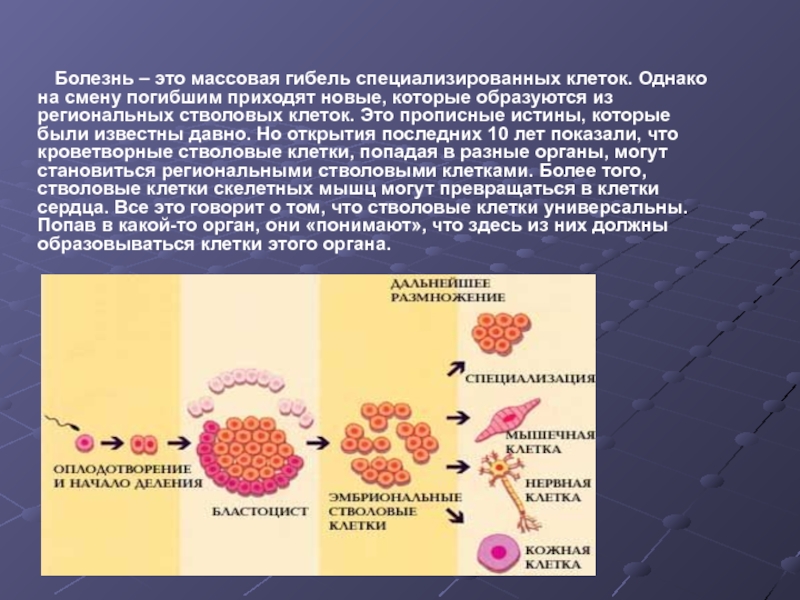 Стволовые клетки печени. Стволовые клетки. Стволовые клетки строение. Источники стволовых кроветворных клеток. Из чего образуются стволовые клетки.
