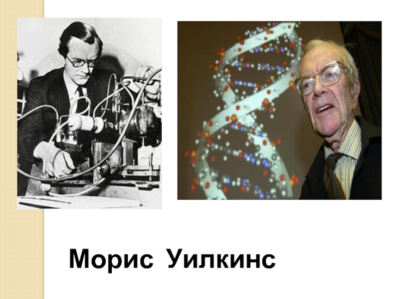 Морис уилкинс