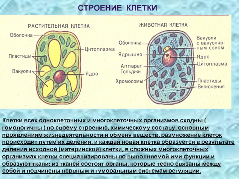 О чем свидетельствует общий план строения органов разных организмов