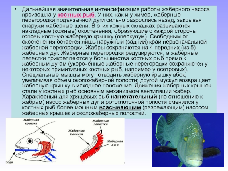 Типы дыхания жаберное легочное. Жаберные щели костных рыб. Рыбы жаберное дыхание у костных. Жаберные перегородки у рыб. Жаберная дуга костной рыбы.