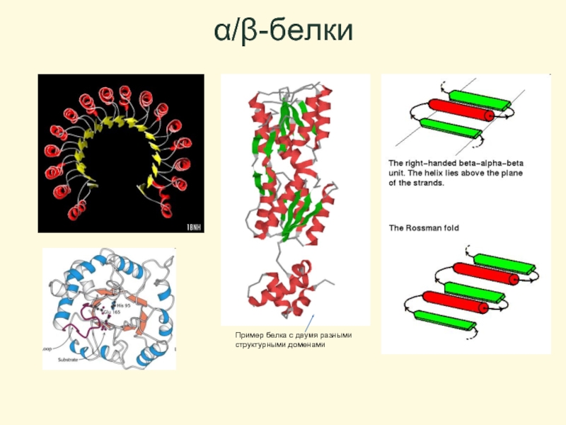 Структура белка тест. Супервторичные структуры белков. Супервторичная структура белка примеры. Примеры супервторичной структуры белка. Надвторичная структура белков.
