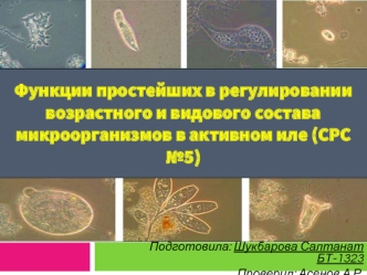 Функции простейших в регулировании возрастного и видового состава микроорганизмов в активном иле