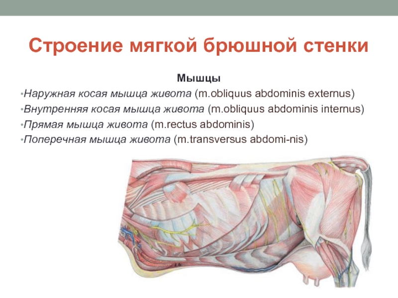 Строение мягкой брюшной стенки Мышцы Наружная косая мышца живота (m.obliquus abdominis externus)