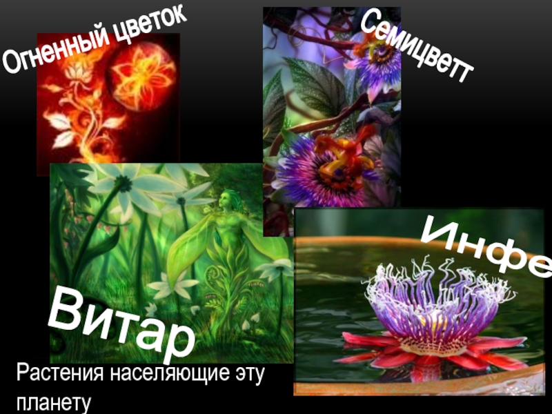 Огненный цветок Семицветт Витар Инфея Растения населяющие эту планету