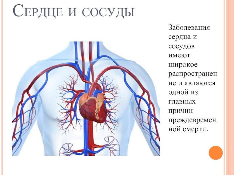 Сердце и сосуды Заболевания сердца и сосудов имеют широкое распространение и являются одной из главных причин преждевременной