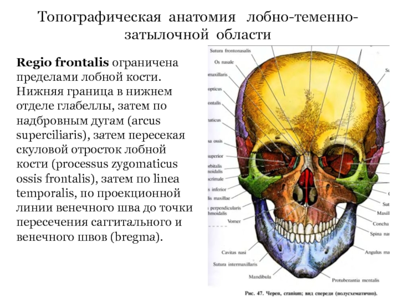 Топографическая анатомия черепа презентация