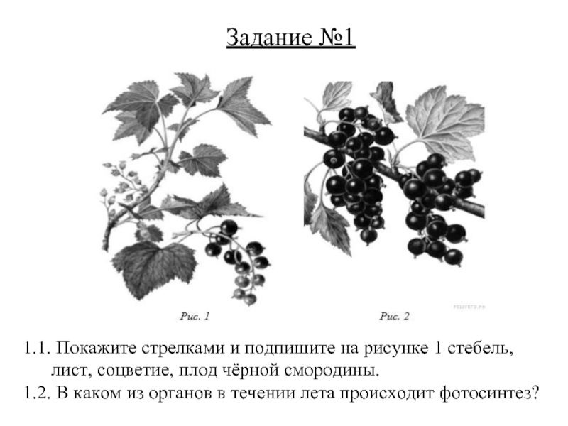 Покажите стрелками и подпишите на рисунке