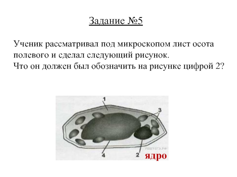 Чем заполнены структуры указанные на рисунке под цифрой 4