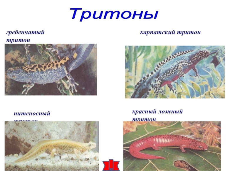 Презентация тритон гребенчатый