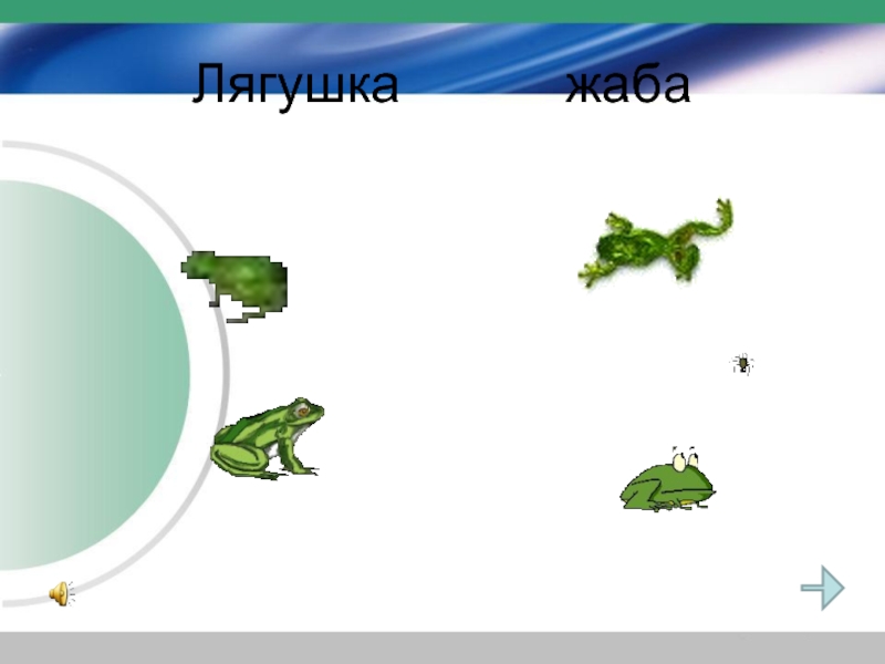 Презентация по теме земноводные 8 класс. Многообразие амфибий.