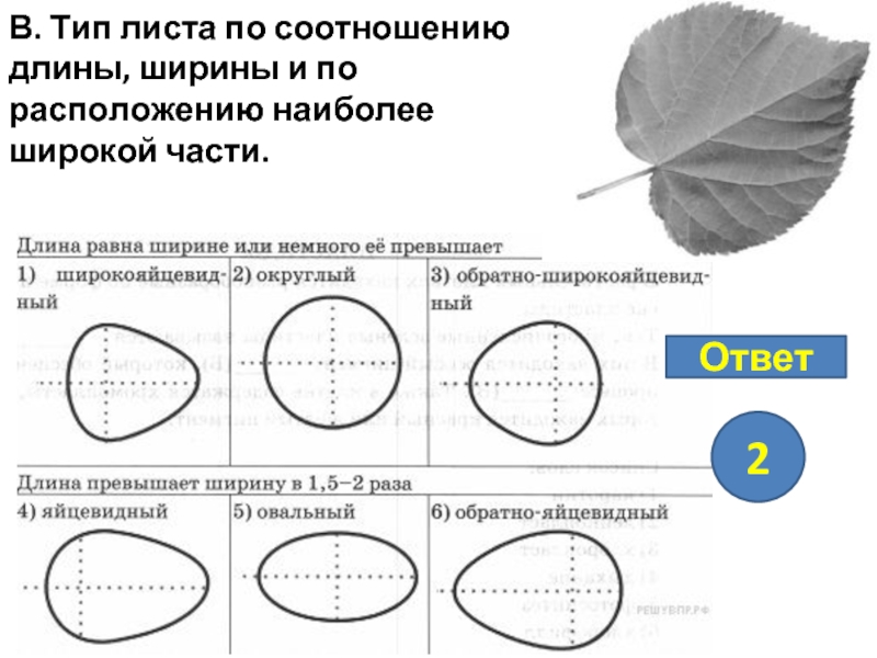 Опишите лист березы по следующему плану тип листа жилкование листа форма листа по соотношению длины