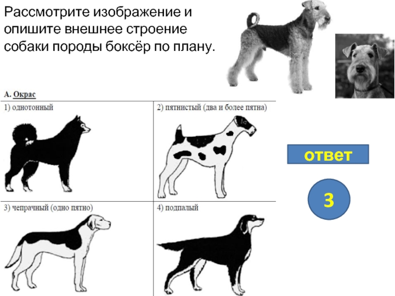 Выберите характеристики соответствующие внешнему строению кошки по следующему плану окрас шерсти впр