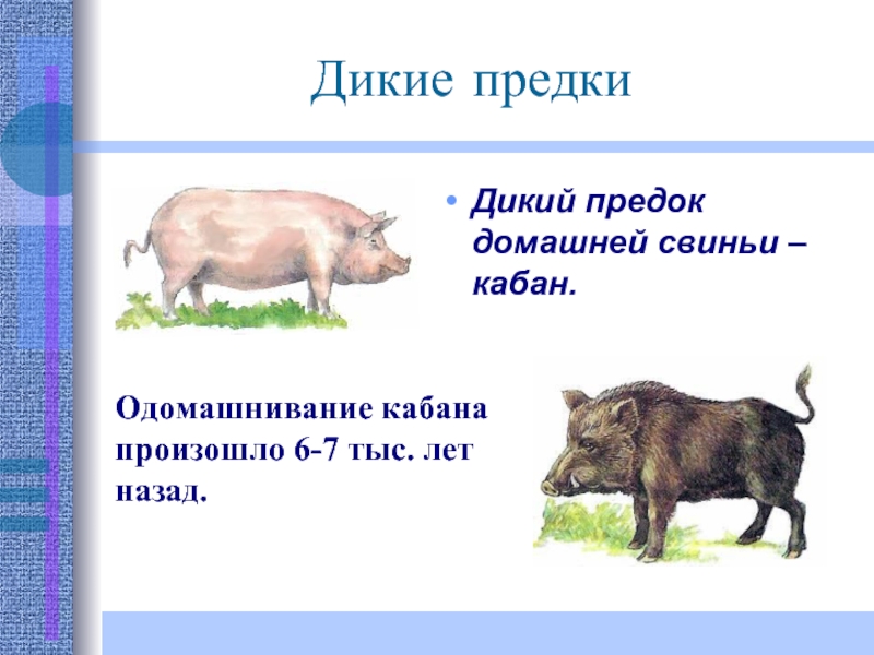 Чем отличаются домашние животные от диких. Дикий предок домашней свиньи. Дикая свинья предок домашних свиней. Предки домашних поросят. Одомашнивание кабана.