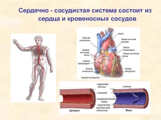Сердечно-сосудистая система. Кровеносные сосуды. Сердце