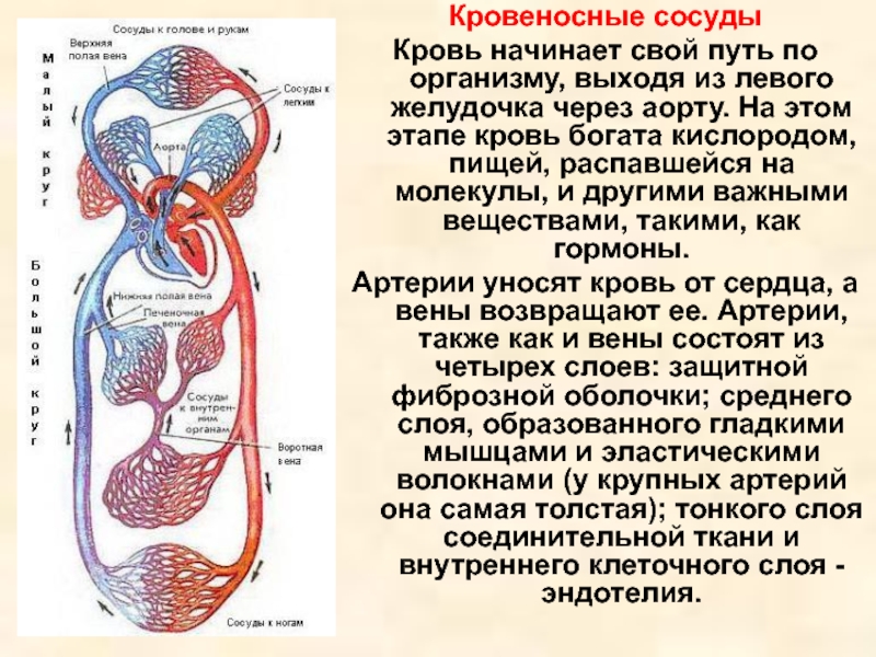 Кровеносная система презентация егэ