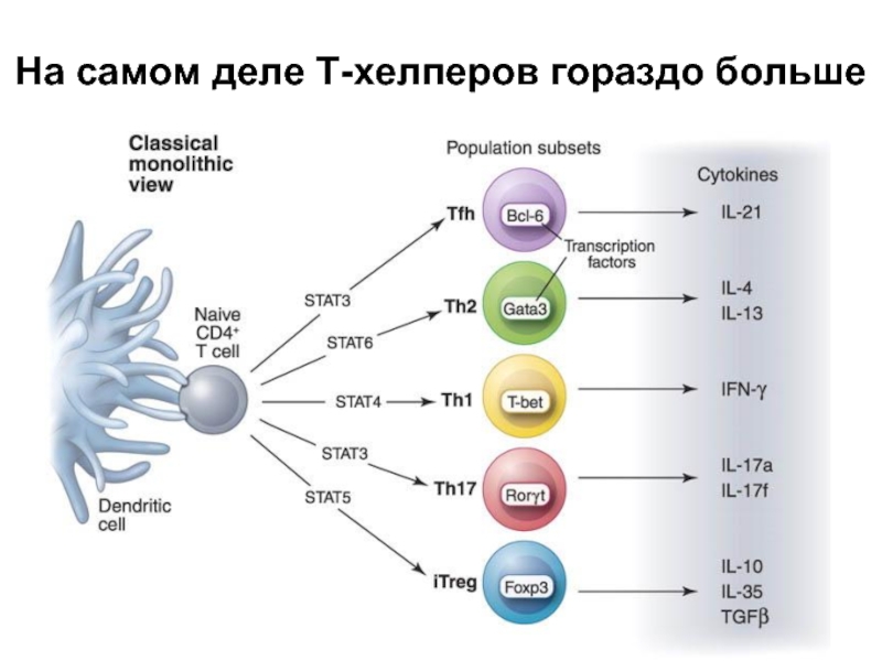 Their cell. Т-хелперы th1 и th2. T Helper Cells. Th 1 иммунология. Th2 иммунология.
