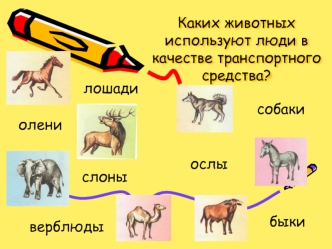 Каких животных используют люди в качестве транспортного средства?