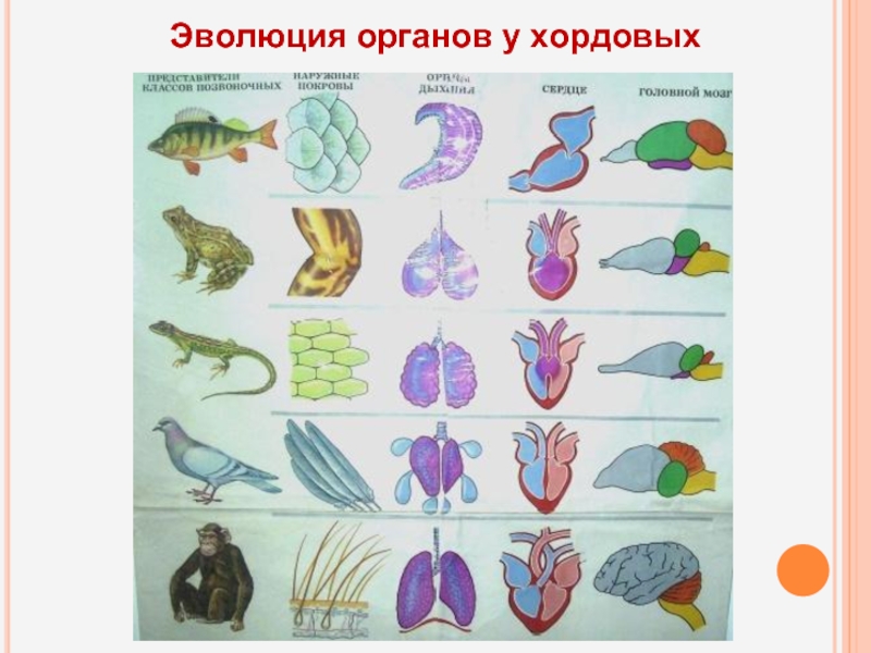 Легкие классов позвоночных. Эволюция систем органов позвоночных. Эволюция систем органов хордовых животных. Эволюция дыхательной системы позвоночных таблица. Эволюция дыхательной системы беспозвоночных.