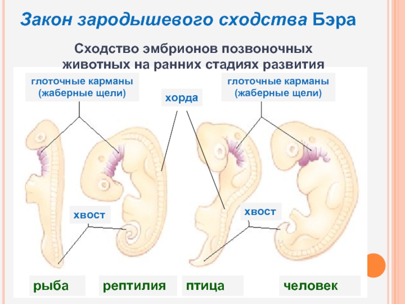 Стадии развития эмбрионов позвоночных. Сходство эмбрионов позвоночных. Сходство эмбрионов позвоночных на ранних стадиях развития. Закон зролышевого сзолства. Закон зародышевого сходства.