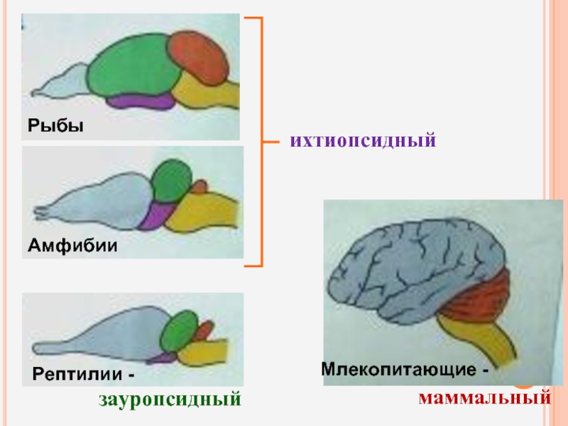 Эволюция головного мозга рыб. Зауропсидный Тип головного мозга. Эволюция головного мозга хордовых. Маммальный Тип мозга. Ихтиопсидный зауропсидный и маммальный Тип мозга.