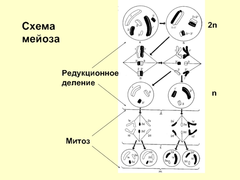 Схема мейоза егэ