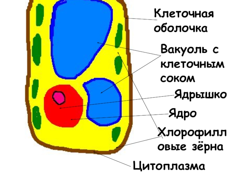 Оболочка клетки это. Вакуоль с клеточным соком. Пигмент клеточного сока вакуоли. Оболочка цитоплазма акула с клеточным соком. Включения в клетке вакуоль клеточный сок.