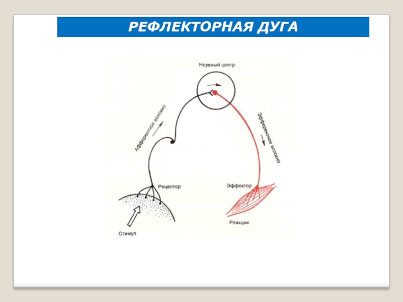 Рефлекторная дуга условного рефлекса схема