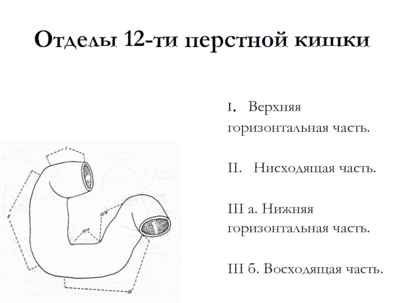 Работа 12 перстной кишки