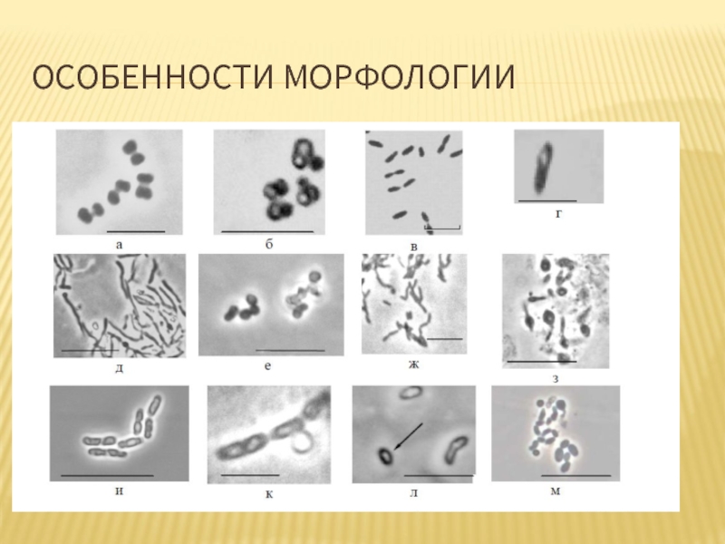 Покоящиеся формы микроорганизмов