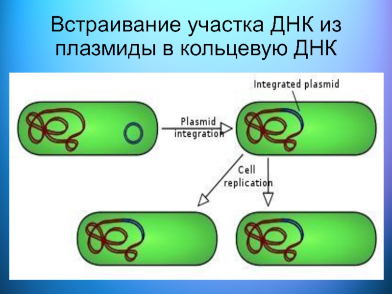 Кольцевая днк плазмиды. Плазмида Кольцевая ДНК. Генетические и химические основы наследственности. Кольцевая ДНК У бактерий. Химическая основы наследственности микроорганизмов.