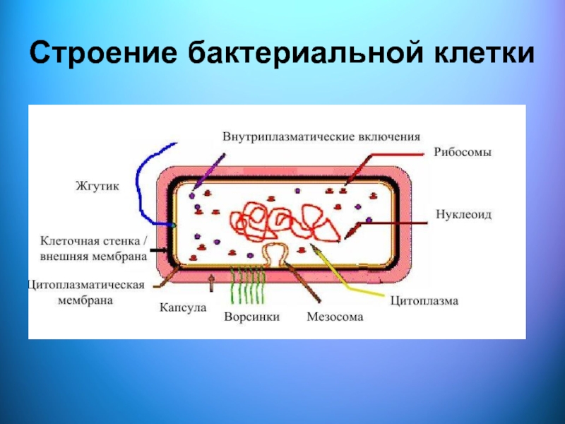 Особенности клетки бактерии 5 класс. Строение бактериальной клетки микрококки. Строение бактериальной клетки включения. Микробиология.бактерии.строение бактериальной клетки. Схема бактериальной клетки микробиология.