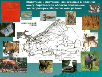 Животные и растения,  занесенные в Красную книгу Саратовской области обитающие
 на территории Марксовского района.