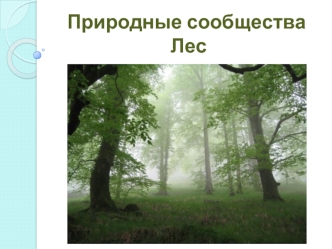Природные сообщества Лес