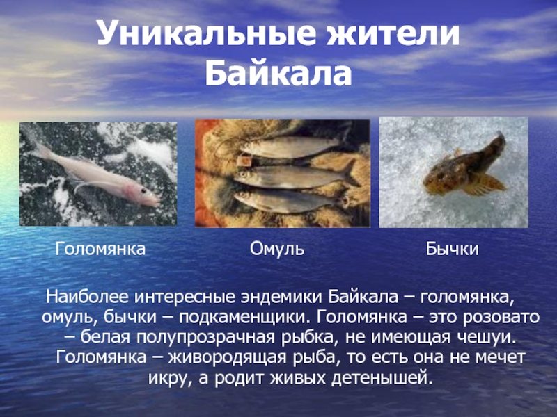 Реферат На Тему Членистоногие Озера Байкала