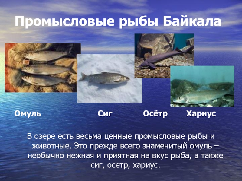 Промысловые рыбы Байкала Омуль            Сиг