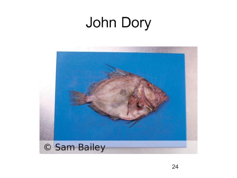 John Dory