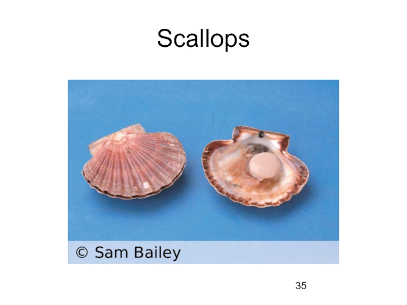 Scallops