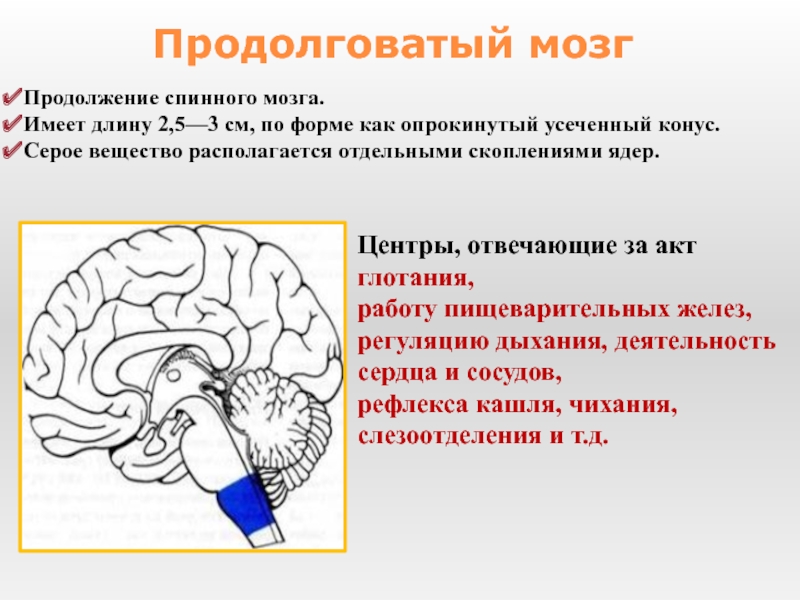 Отдел мозга содержащий центр кашлевого рефлекса