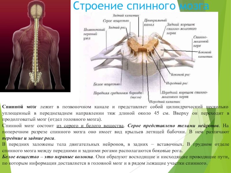 Рассмотрите рисунок 77 найдите спинномозговой канал центральный канал серое и белое вещество кратко