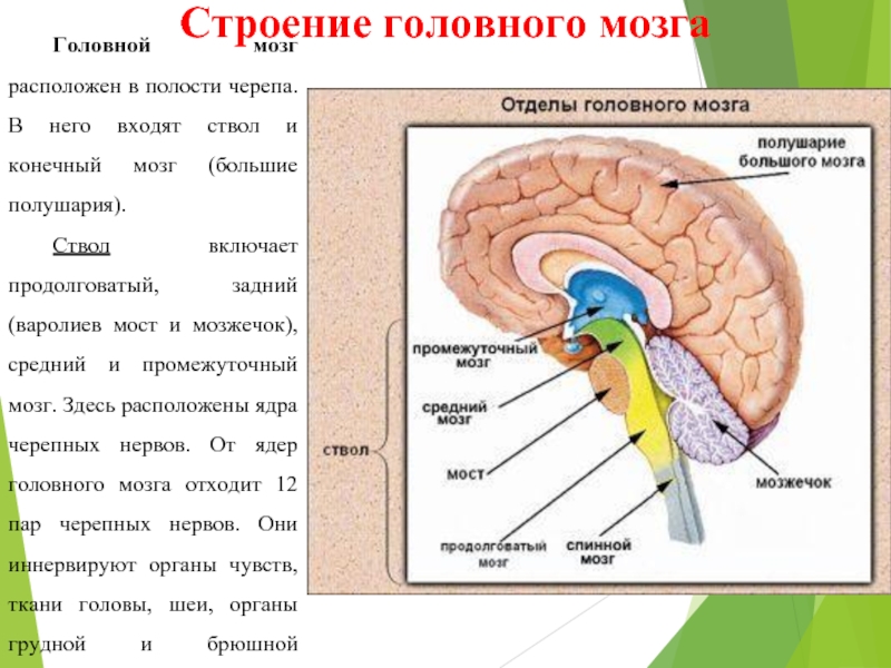 Строение задних отделов головного мозга схема