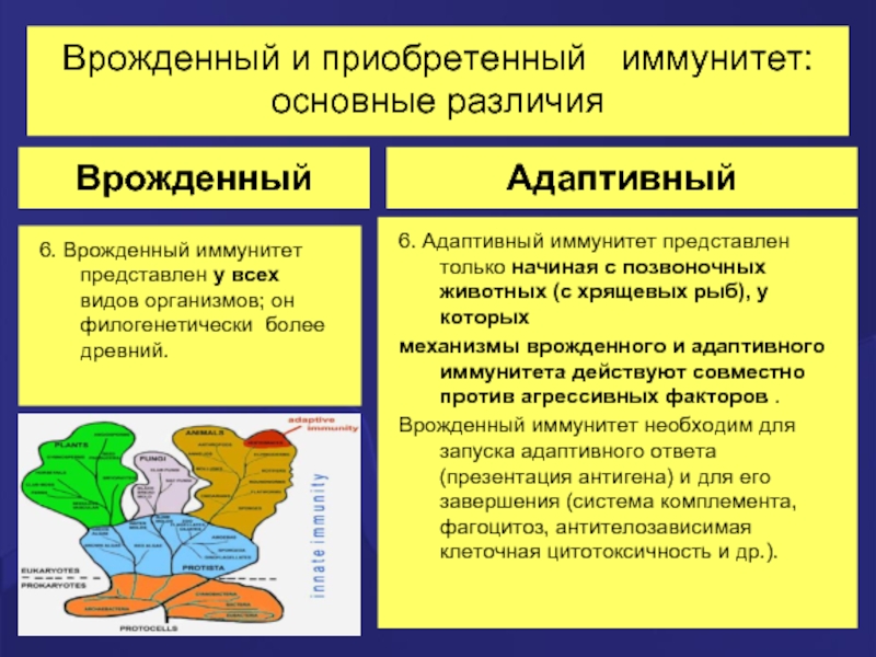 Врожденный и приобретенный иммунитет презентация